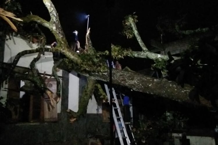 Petugas mengevakuasi pohon tumbang akibat hujan deras dan angin kencang.