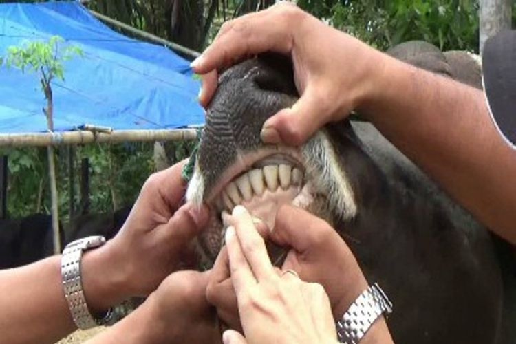 Petugas gabungan dari Dinas Pertanian dan Kehutanan bekerja sama dengan pihak kepolisan dan petugas kesehatan hewan Polewali Mandar menggelar pemeriksaan hewan kurban ke sejumlah sentra penjualan hewan kurban di Polewali Mandar, Sulawesi Barat, Selasa (29/8/2017).  