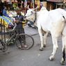 Diduga Selundupkan Sapi, 2 Pria di India Dibakar, Pelaku Ditangkap