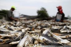 Popularitas Bau Ikan Asin Meroket, Dari Mana Aroma Khasnya Muncul?
