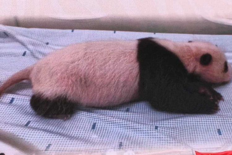 Bayi panda yang lahir di Taman Safari Indonesia (TSI), Bogor, pada 27 November 2025 sekitar pukul 17.00 WIB diberi nama Satrio Wiratama oleh Presiden Prabowo Subianto. Bayi panda jantan tersebut kemudian diberi nama panggilan Rio dan saat ini usianya memasuki hari ke-40 saat diumumkan pemerintah pada Selasa (6/1/2026).