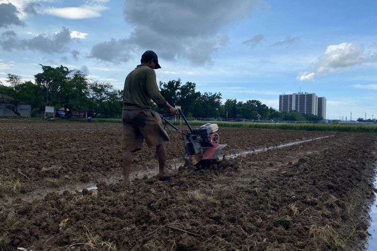 Petani tengah membajak tanah untuk ia bercocok tanam palawija di Rorotan, Cilincing, Jakarta Utara pada Jumat (3/3/2023). 