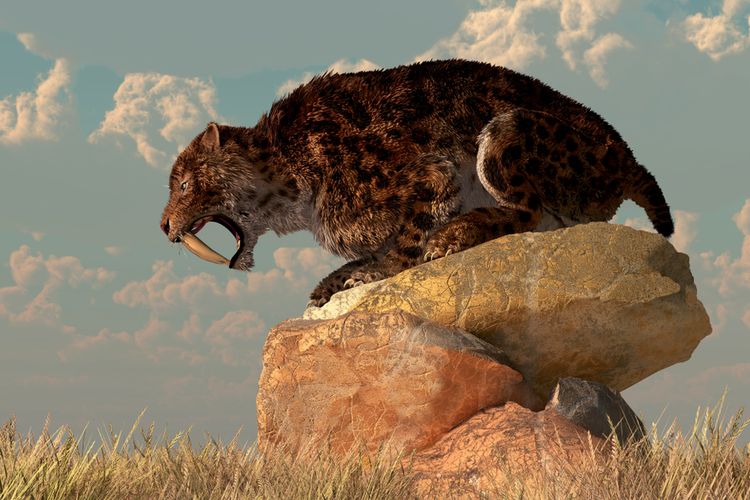 Ilustrasi kucing bertaring pedang (Smilodon fatalis), saber-toothed Cat. Studi baru mengungkap predator purba, kucing bertaring pedang bisa sakit radang sendi.