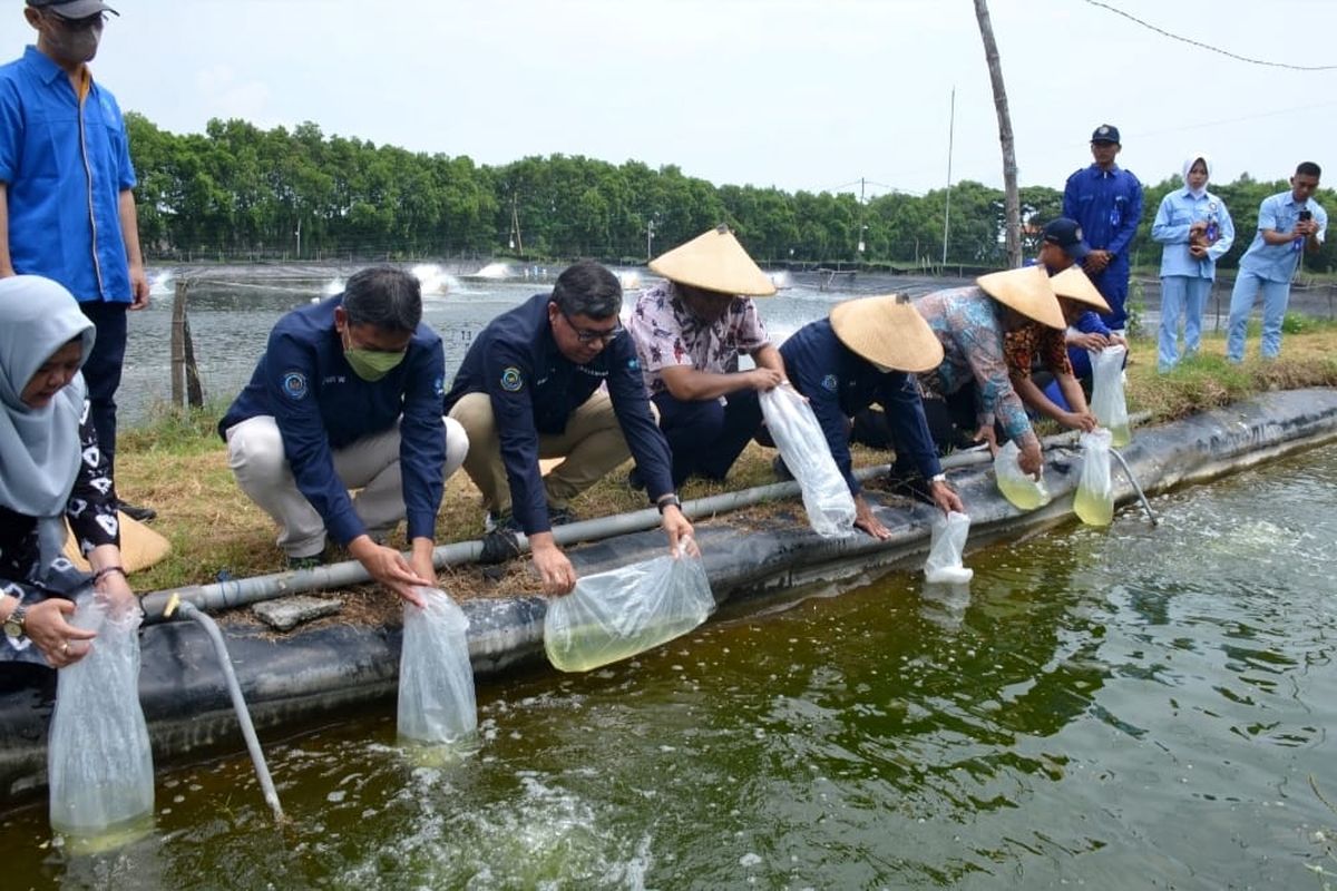 Badan Riset dan Sumber Daya Manusia Kelautan dan Perikanan (BRSDM) meninjau SLP Budidaya Air Payau dan Pusat Studi Mangrove Pulokerto, Pasuruan, milik Politeknik Kelautan dan Perikanan (Poltek KP) Sidoarjo, Desember 2022.