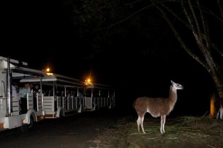 Kereta wisata yang melewati zona herbivora saat safari malam.