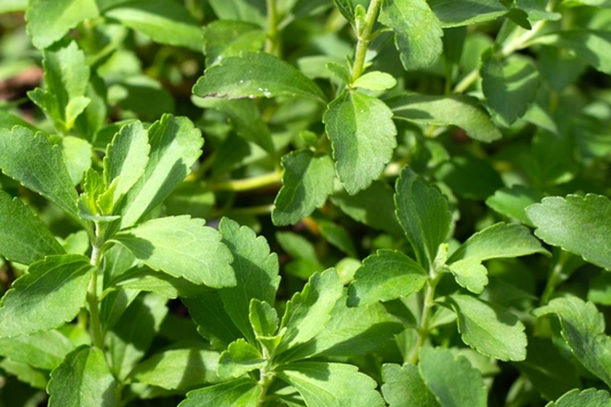 Ilustrasi tanaman stevia, daun stevia.