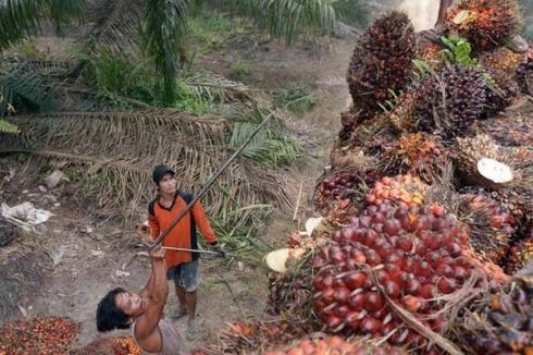 Pembangkit Listrik dari Limbah Sawit Dikembangkan di Riau