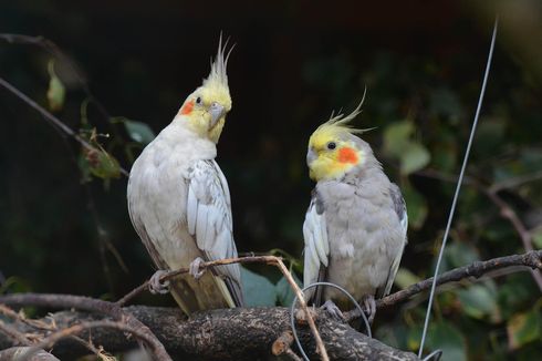 6 Tanaman Beracun untuk Burung Peliharaan