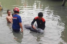 Warga dan Petugas Damkar Evakuasi Lumba-lumba Penuh Luka Terdampar di Muara Luwu Sulsel