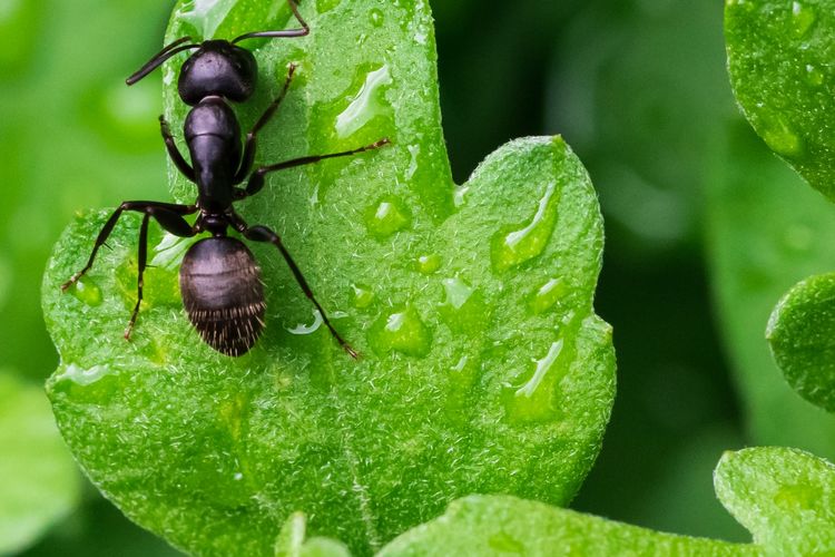 Ilustrasi semut pada tanaman.