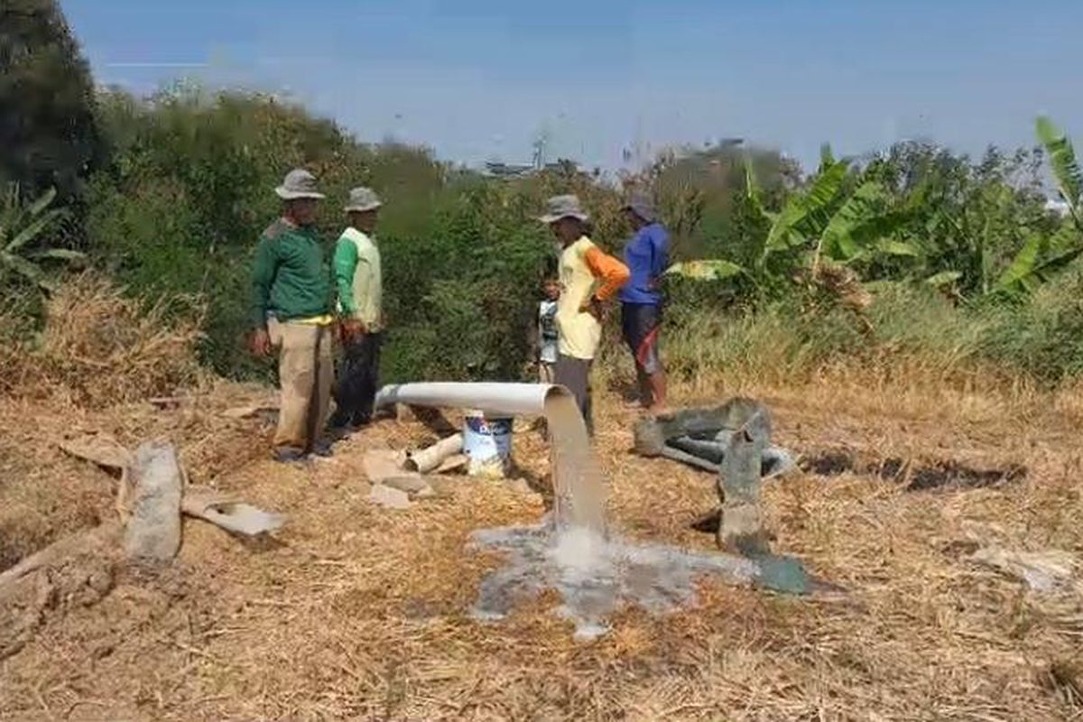 350 Ha lahan pertanian di Kabupaten Lumajang, Jawa Timur alami kekeringan. 