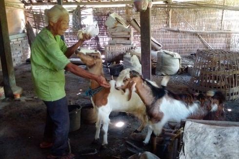 Nenek Samitun Bertahan Hidup Puluhan Tahun Tinggal Bersama Kambing