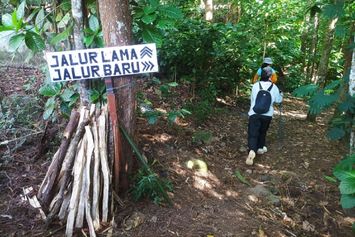 Pelajaran Ekologi dari Seekor Monyet di Gunung Andong