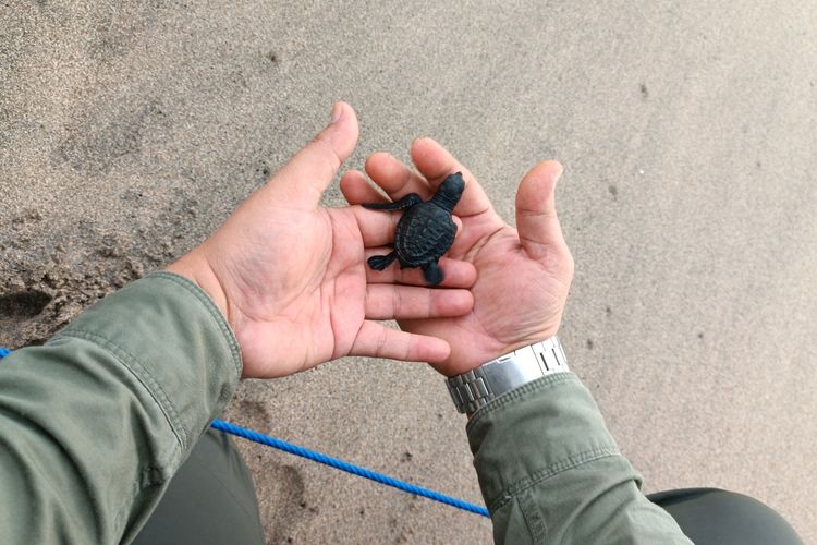 Salah satu anak penyu (tukik) hasil penyelamatan Sutari akan dilepasliarkan ke laut di kawasan BSTC Malang, Pantai Bajulmati, Desa Gajahrejo, Kecamatan Gedangan, Kabupaten Malang.