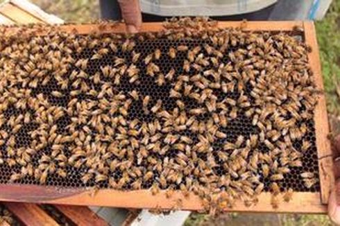 Mengenal Sekilas Manfaat Berbagai Produk Lebah