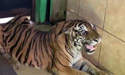 Hari Harimau Sedunia, Pengawasan dan Pelestarian Ekosistem Makin 'Urgent'