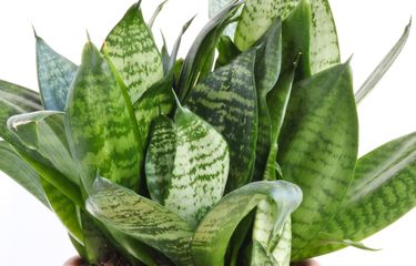 Jenis Jenis Tanaman Lidah Mertua Cocok Jadi Dekorasi Rumah Halaman All Kompas Com