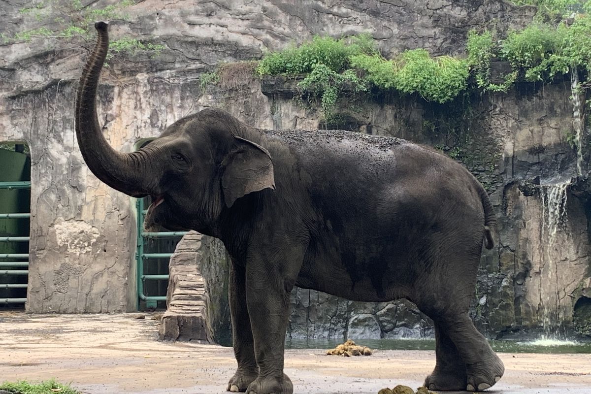 Gajah menjadi satwa paling favorit yang ingin dilihat para pengunjung di Taman Margasatwa Ragunan (TMR), Jakarta Selatan, Senin (25/12/2023). Pengunjung bisa berswafoto dengan gajah yang juga ikut berpose ini.