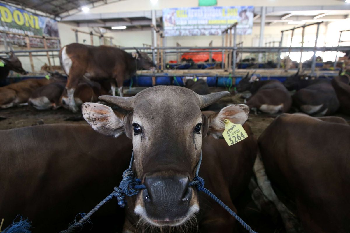 Sapi yang dijual di mall hewan kurban milik Haji Doni di Kelapa Dua, Depok, Jawa Barat (Selasa (30/7/2019). Haji Doni menyulap showroom mobil miliknya menjadi mall hewan kurban menjelang hari raya Idul Adha.