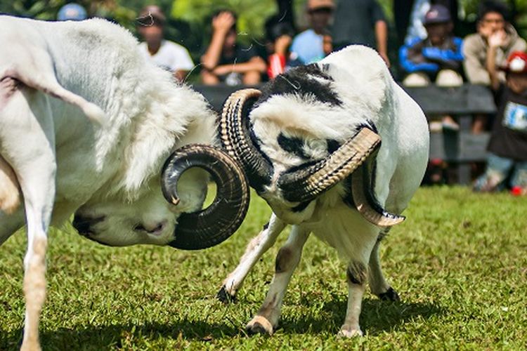Pertunjukan adu domba Garut, Jawa Barat DOK. Shutterstock