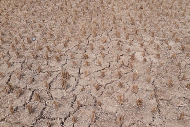 Petani tidak bisa bercocok tanam karena tidaka ada air akibat kekeringan yang melanda Beberapa Desa di Kecamatan Cibarusah, Kabupaten Bekasi, Rabu (8/8/2018).