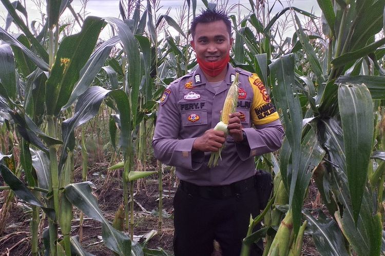 Bripka Fery Ferdian memperlihatkan jagung hasil panen dari program Jaga Kampung Polda Riau yang digarap bersama  kelompok tani Harapan Jaya di Kelurahan Pangkalan Kerinci Barat, Kecamatan Pangkalan Kerinci, Kabupaten Pelalawan, Riau, Jumat (24/7/2020).