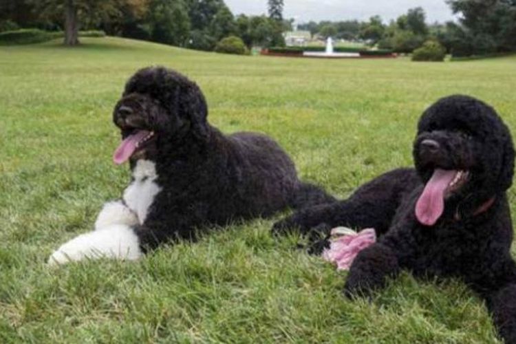 Presiden Obama memiliki dua anjing benama Bo dan Sunny.