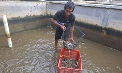 Lewat Program Zakat Produktif Dompet Dhuafa, Kandang Maggotin Lampung Panen Ratusan Kg Lele