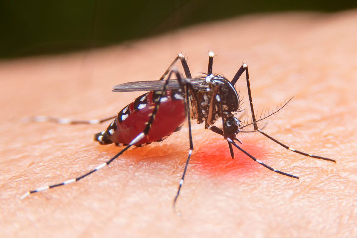 Ilustrasi demam berdarah dengue, demam berdarah dengue (DBD)