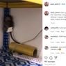 Video Viral Seekor Anak Monyet 