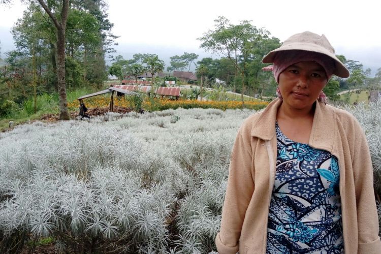 Nengah, seorang petani Bunga Kasna di Karangasem Bali