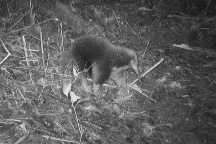 Echidna berparuh panjang Attenborough yang ditemukan kembali di Pegunungan Cyclops, Papua, Indonesia.