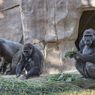 Kasus Pertama pada Primata, Gorila Ditemukan Positif Covid-19