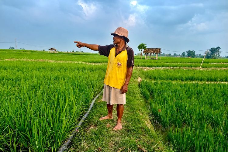 Kemarau Ancam Sawah di Lampung Selatan, Petani Kesulitan Air hingga Listrik Melemah