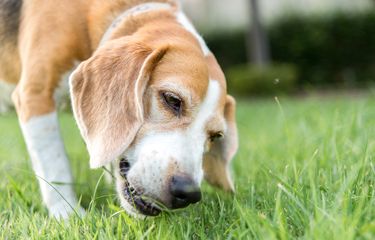 Cara Hentikan Kebiasaan Anjing Makan Kotoran