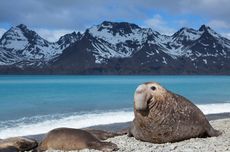 Berapa Lama Gajah Laut Tidur?