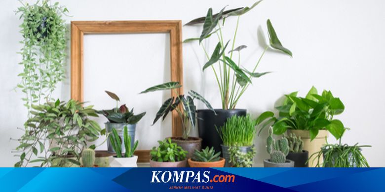 Harga Tanaman Hias Mahal, Apa Penjelasannya?