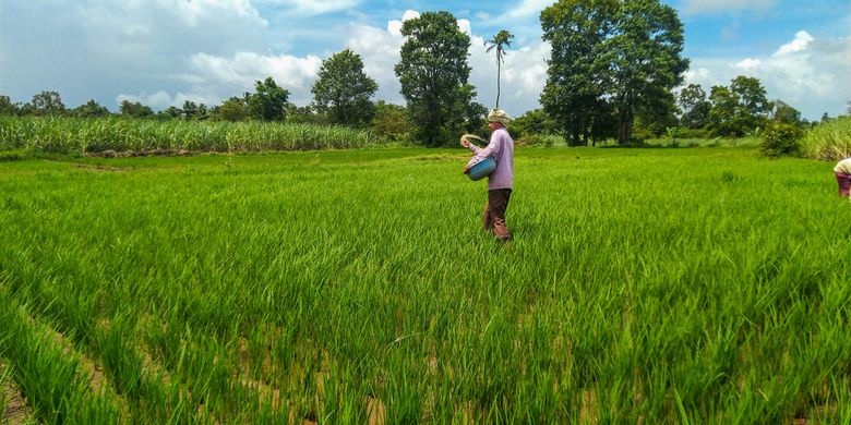 Ilustrasi petani sedang memupuk tanaman padi