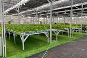 SPPG Palmerah Punya Greenhouse, Tanam Hidroponik hingga Budidaya Ikan untuk MBG