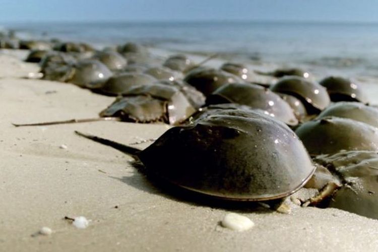 Kepiting tapal kuda alias kepiting belangkas.