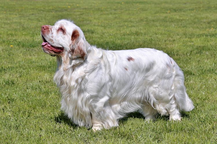 Ilustrasi ras anjing Clumber spaniel