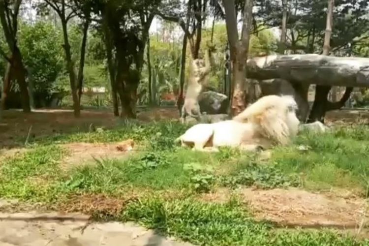 Tangkapan layar video dua ekor singa yang sedang bermain di area rekreasi Faunaland Taman Impian Jaya Ancol. 