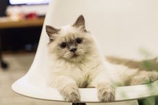 5 Hal yang Bikin Kucing Peliharaan Betah dan Nyaman di Rumah