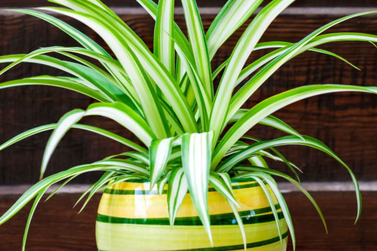 Ilustrasi tanaman laba-laba atau spider plant. 