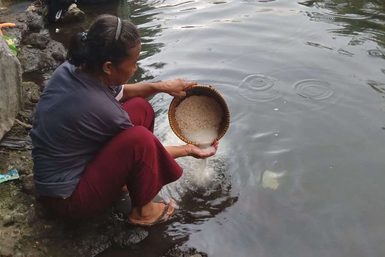 Seorang warga di Cianjur, Jawa Barat tengah mencuci beras di kubangan air sungai, Senin (2/9/2024) petang. Warga terpaksa melakukan aktivitas MCK di sungai karena sumur mengering dalam kemarau panjang.