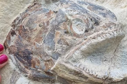 Langka, Ahli Temukan Fosil Ikan Prasejarah 3 Dimensi di Inggris