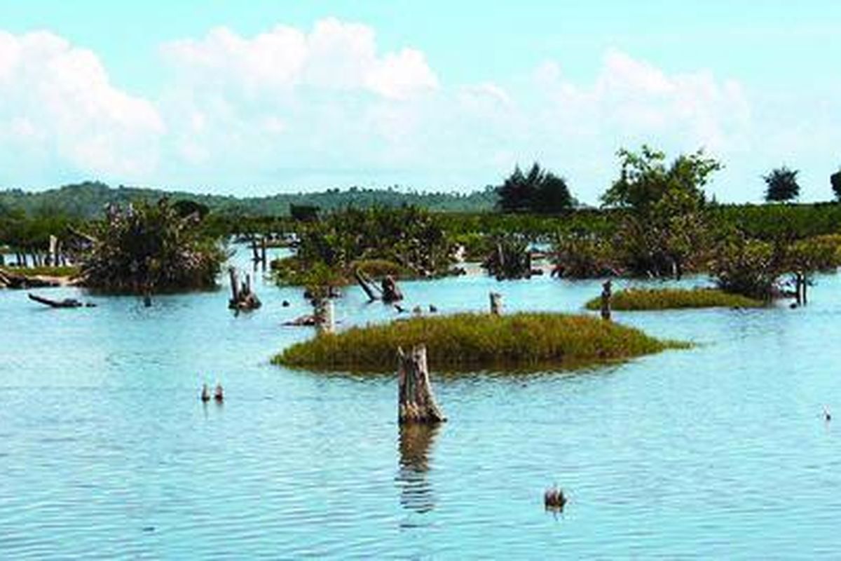 Hutan mangrove di Desa Rigaih, Kecamatan Setia Bakti, Kabupaten Aceh Jaya, Aceh, kini rusak akibat minimnya pemeliharaan pascatsunami serta ulah manusia, Juni 2011. Padahal, kawasan mangrove ini sangat penting untuk menjaga keseimbangan lingkungan kawasan pesisir, khususnya pesisir barat Aceh.