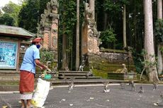 Terdampak PPKM Darurat, Ratusan Monyet di Sangeh Bali Butuh Donasi