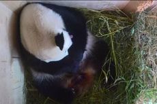 Kebun Binatang Wina Rayakan Kelahiran Panda Raksasa Langka 