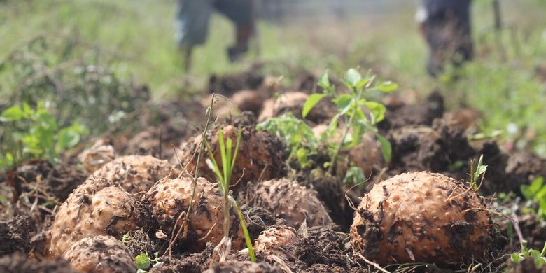 Kegiatan panen perdana tanaman porang yang dilakukan petani Cianjur, Jawa Barat. Petani mengaku untung besar karena nilai jualnya yang tinggi di pasaran saat ini.